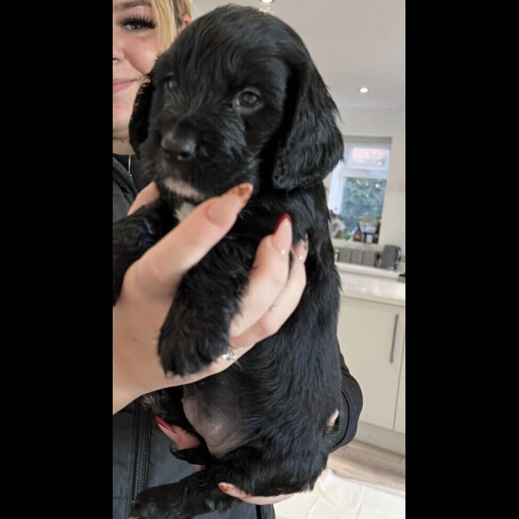 Cocker Spaniel (Show)