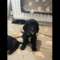 Cocker Spaniel (Show)