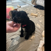 Cocker Spaniel (Show)