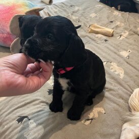 Cocker Spaniel (Show)