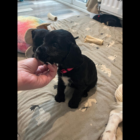 Cocker Spaniel (Show)