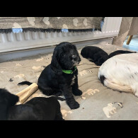 Cocker Spaniel (Show)