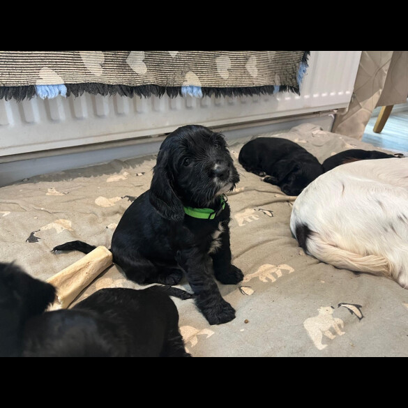 Cocker Spaniel (Show)