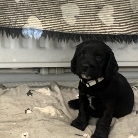 Cocker Spaniel (Show)