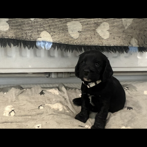 Cocker Spaniel (Show)