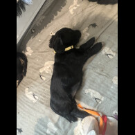 Cocker Spaniel (Show)