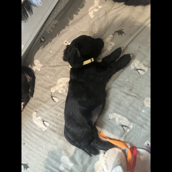 Cocker Spaniel (Show)