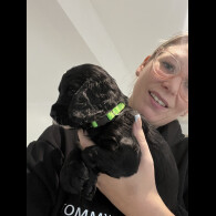 Cocker Spaniel (Show)