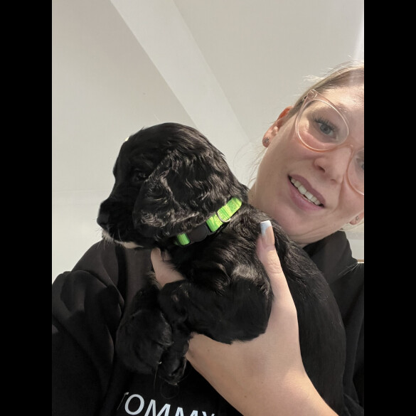 Cocker Spaniel (Show)