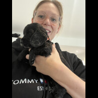 Cocker Spaniel (Show)