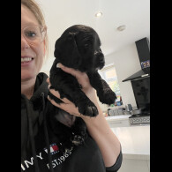 Cocker Spaniel (Show)