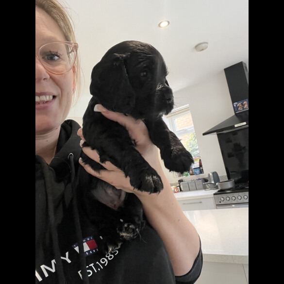 Cocker Spaniel (Show)