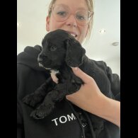 Cocker Spaniel (Show)