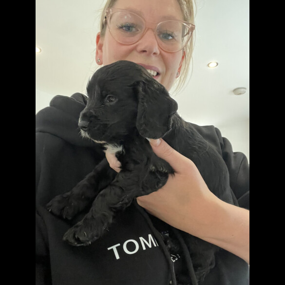 Cocker Spaniel (Show)