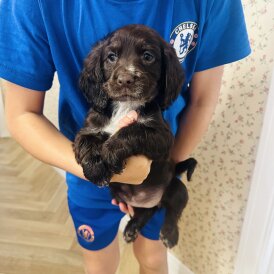 Cocker Spaniel (Show)