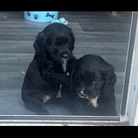 Cocker Spaniel (Show)