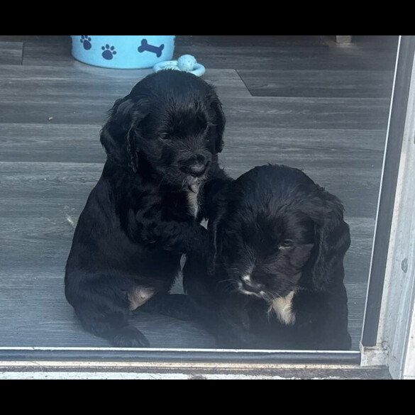 Cocker Spaniel (Show)