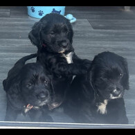 Cocker Spaniel (Show)