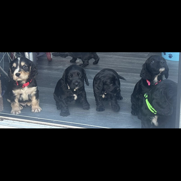 Cocker Spaniel (Show)