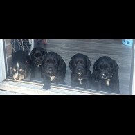 Cocker Spaniel (Show)