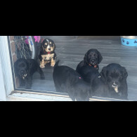 Cocker Spaniel (Show)