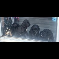 Cocker Spaniel (Show)