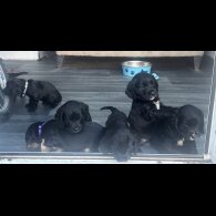 Cocker Spaniel (Show)