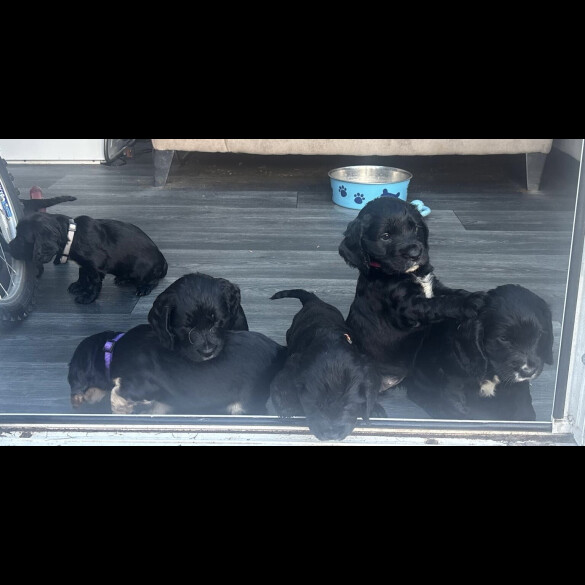 Cocker Spaniel (Show)