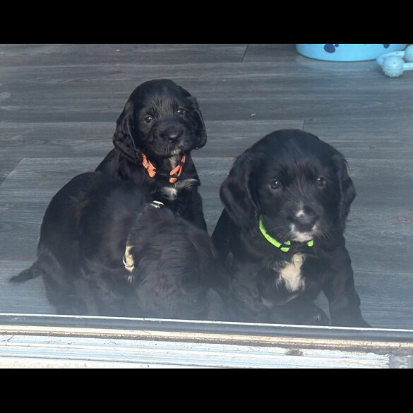 Cocker Spaniel (Show)