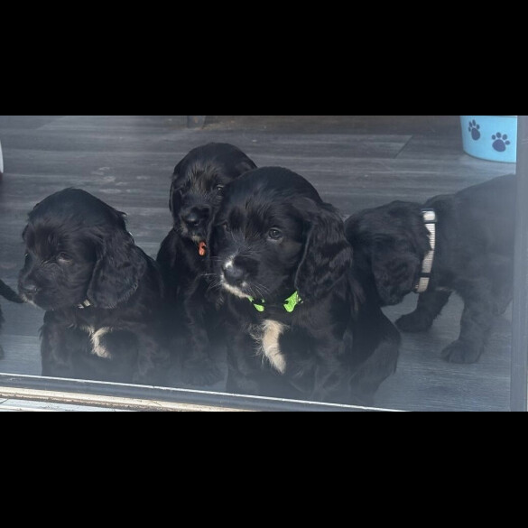 Cocker Spaniel (Show)