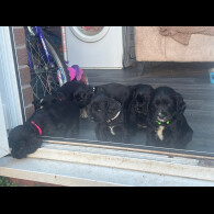 Cocker Spaniel (Show)