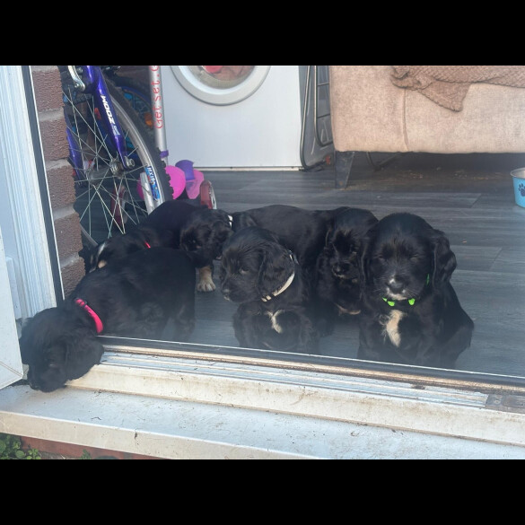 Cocker Spaniel (Show)