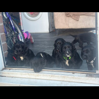 Cocker Spaniel (Show)