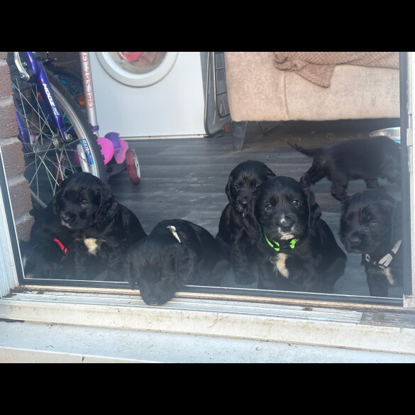 Cocker Spaniel (Show)