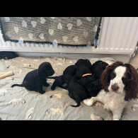 Cocker Spaniel (Show)