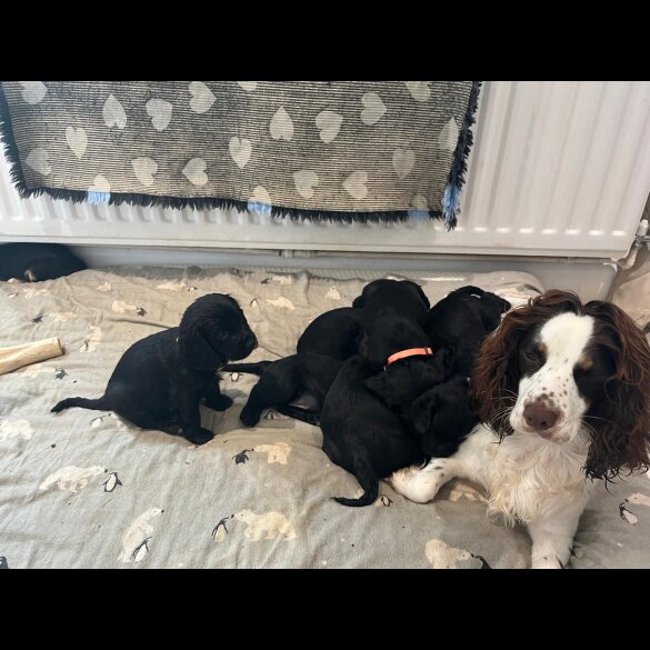 Cocker Spaniel (Show)