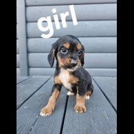 Working Cocker Spaniel