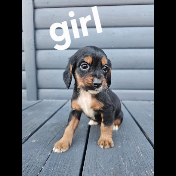 Working Cocker Spaniel