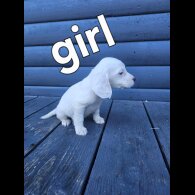 Working Cocker Spaniel