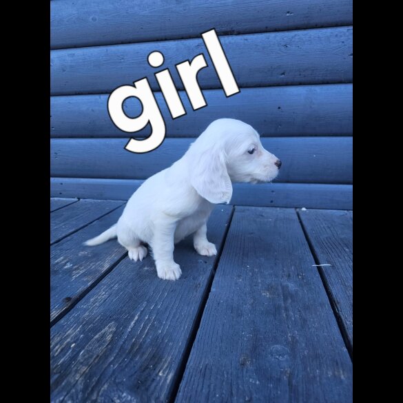 Working Cocker Spaniel