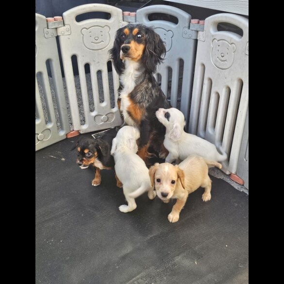 Working Cocker Spaniel