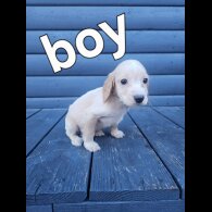 Working Cocker Spaniel
