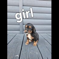 Working Cocker Spaniel