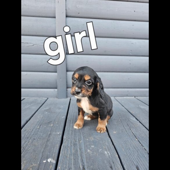 Working Cocker Spaniel