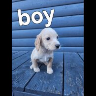 Working Cocker Spaniel