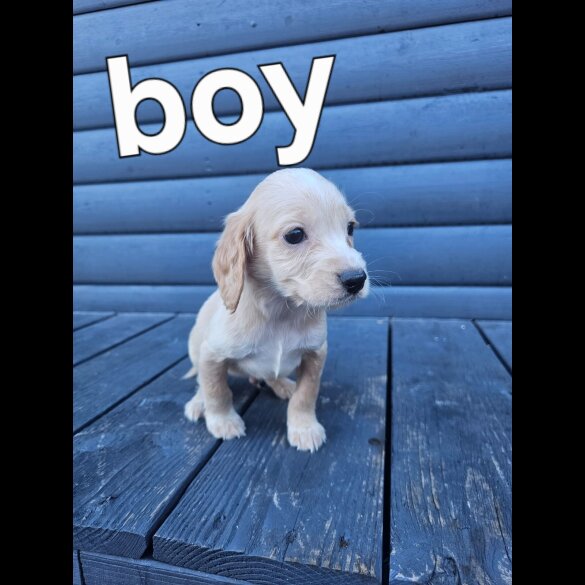 Working Cocker Spaniel