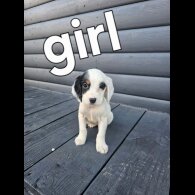 Working Cocker Spaniel
