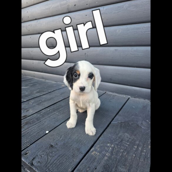 Working Cocker Spaniel