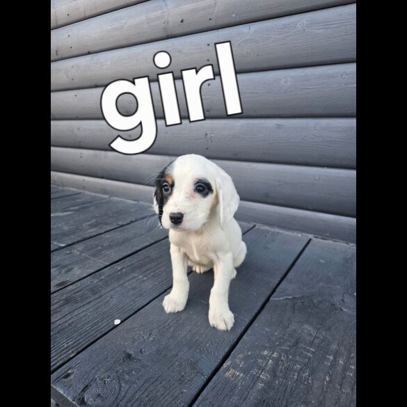 Working Cocker Spaniel