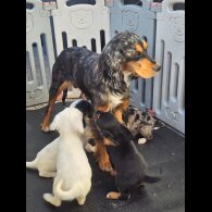 Working Cocker Spaniel